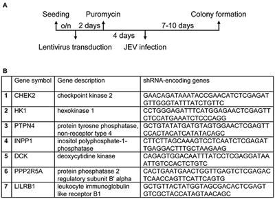 Human Kinase/Phosphatase-Wide RNAi Screening Identified Checkpoint Kinase 2 as a Cellular Factor Facilitating Japanese Encephalitis Virus Infection